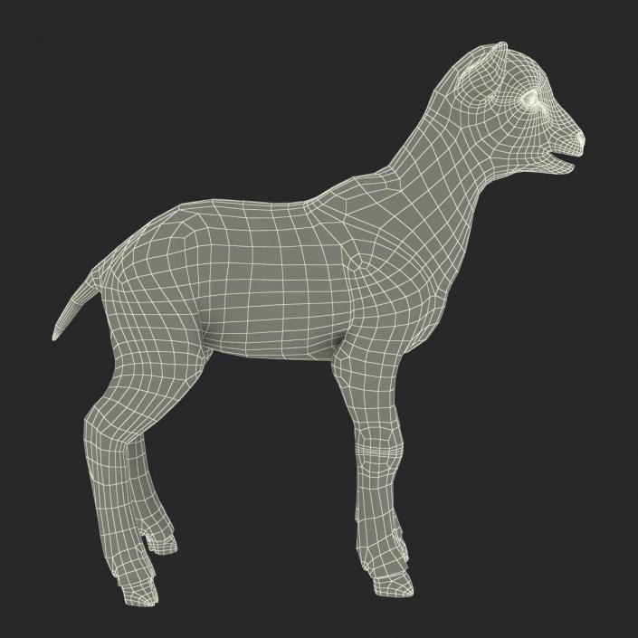 3D model Lamb Rigged with Fur