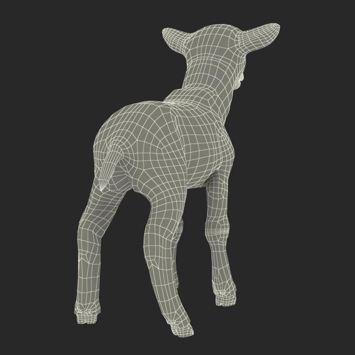 3D model Lamb Rigged with Fur