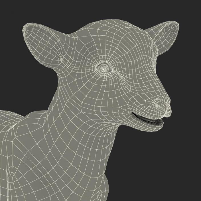 3D model Lamb Rigged with Fur