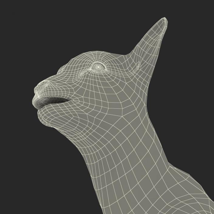 3D model Lamb Rigged with Fur