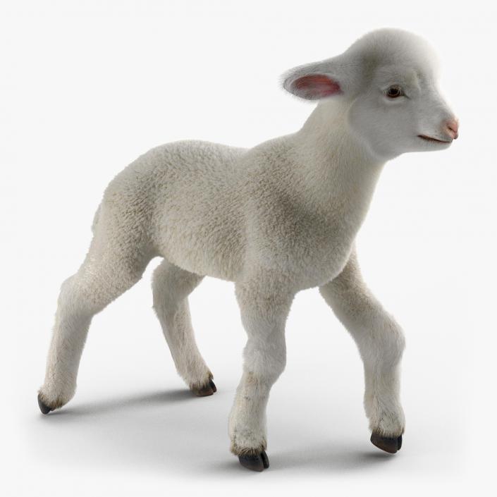 3D model Lamb Pose 2 with Fur