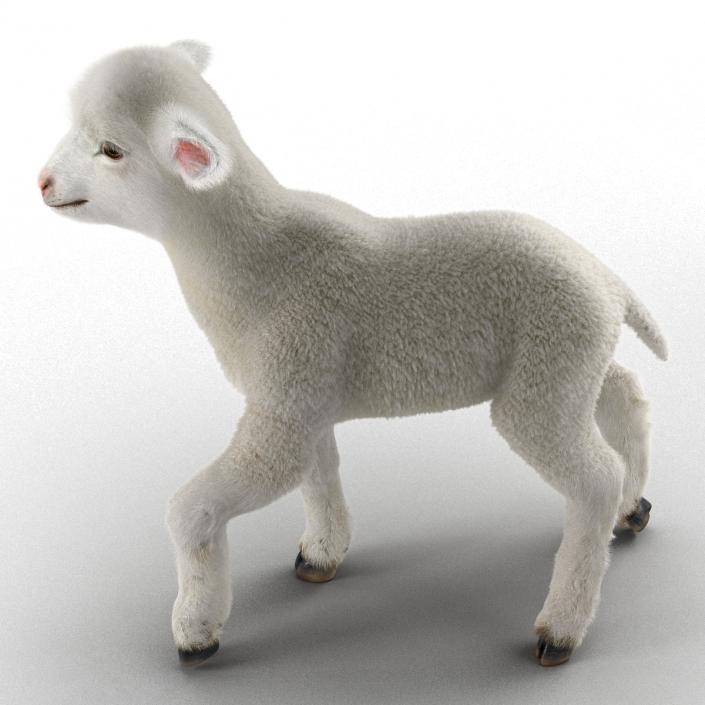 3D model Lamb Pose 2 with Fur