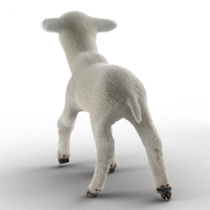 3D model Lamb Pose 2 with Fur