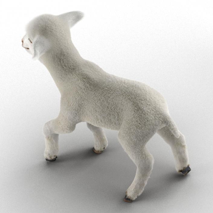 3D model Lamb Pose 2 with Fur