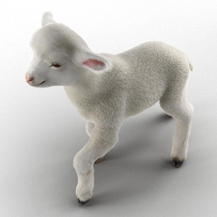 3D model Lamb Pose 2 with Fur