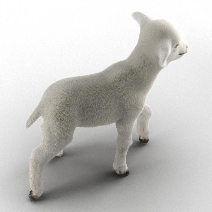 3D model Lamb Pose 2 with Fur