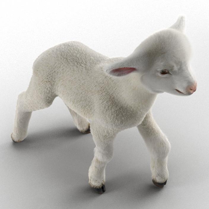 3D model Lamb Pose 2 with Fur