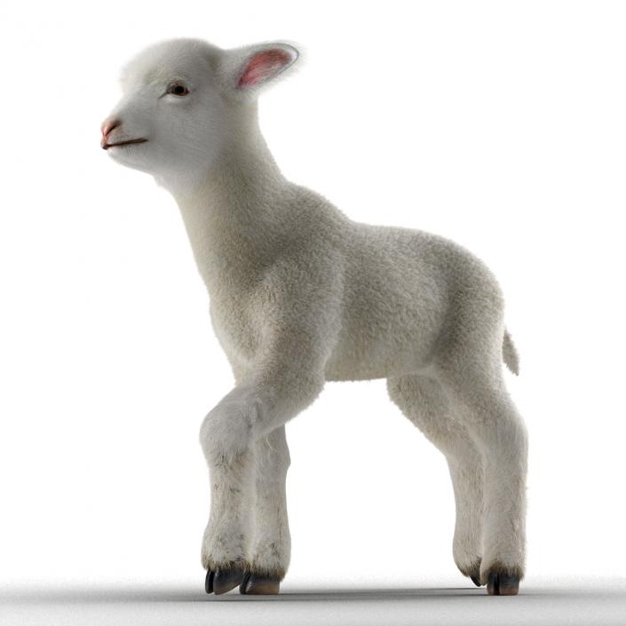 3D model Lamb Pose 2 with Fur