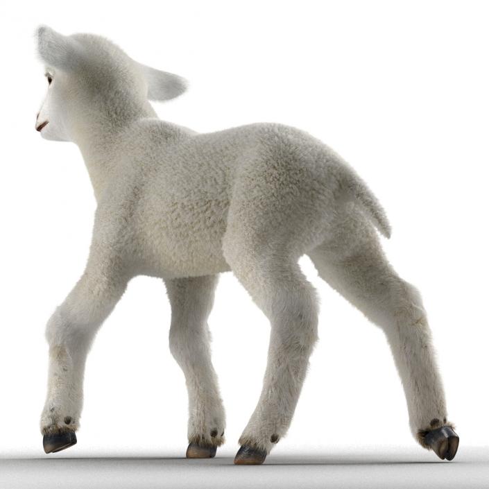 3D model Lamb Pose 2 with Fur