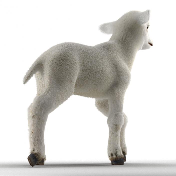 3D model Lamb Pose 2 with Fur