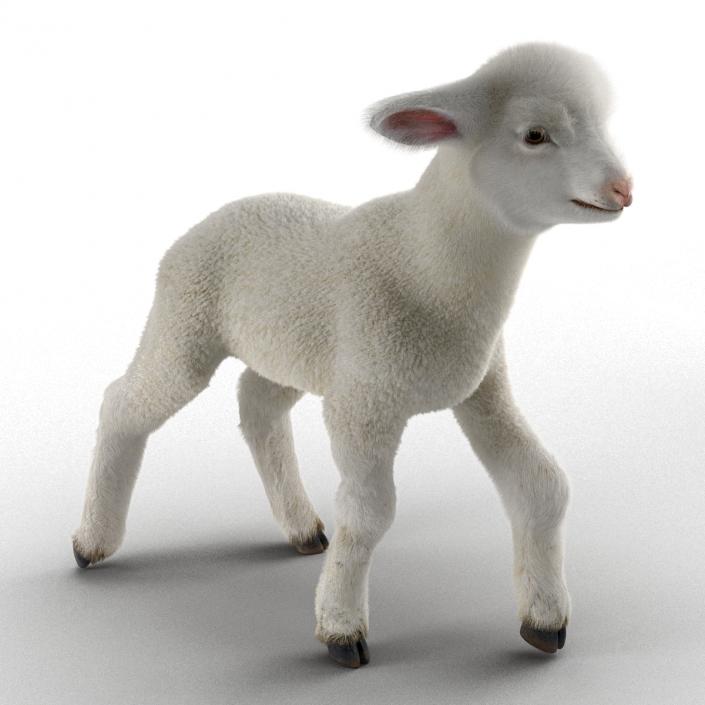 3D model Lamb Pose 2 with Fur