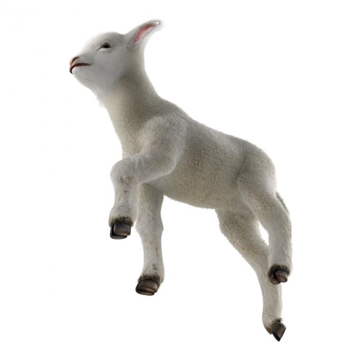 3D model Lamb Pose 2 with Fur