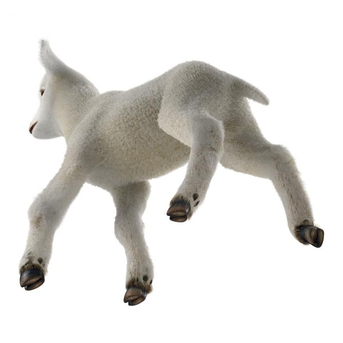 3D model Lamb Pose 2 with Fur