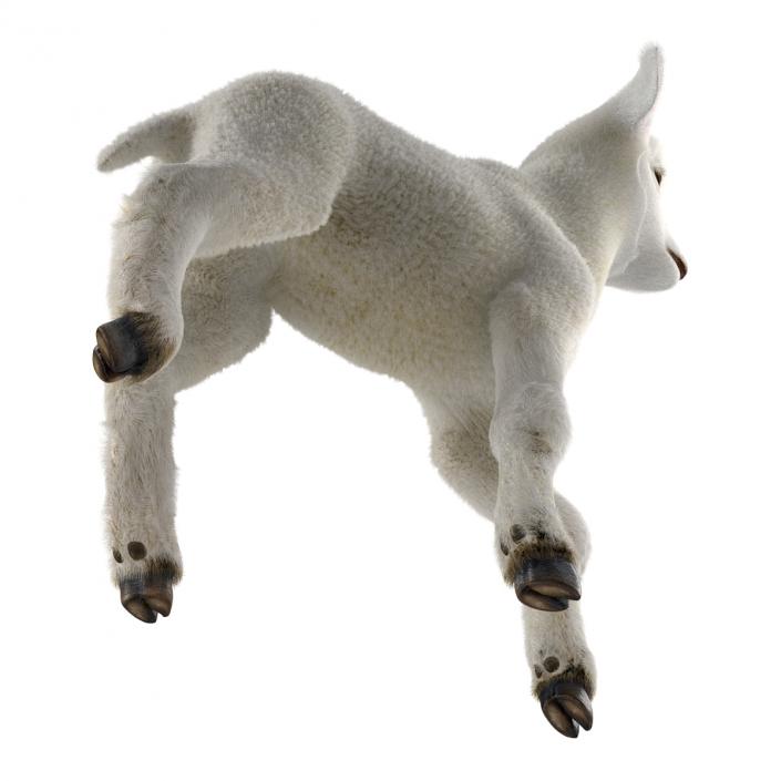 3D model Lamb Pose 2 with Fur