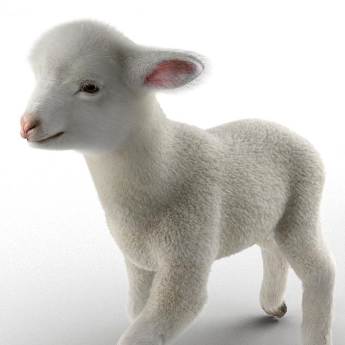 3D model Lamb Pose 2 with Fur