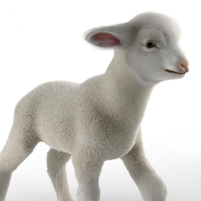 3D model Lamb Pose 2 with Fur