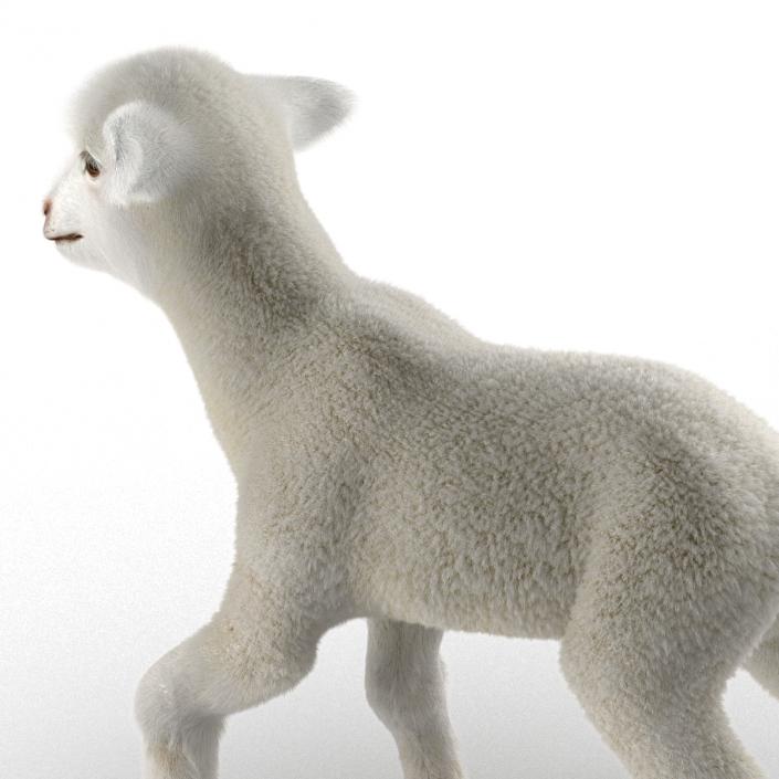 3D model Lamb Pose 2 with Fur