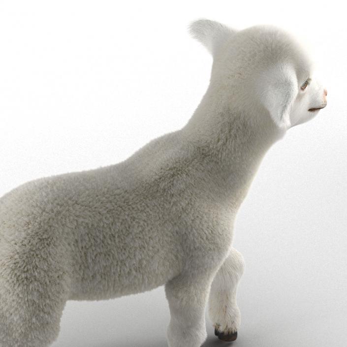 3D model Lamb Pose 2 with Fur