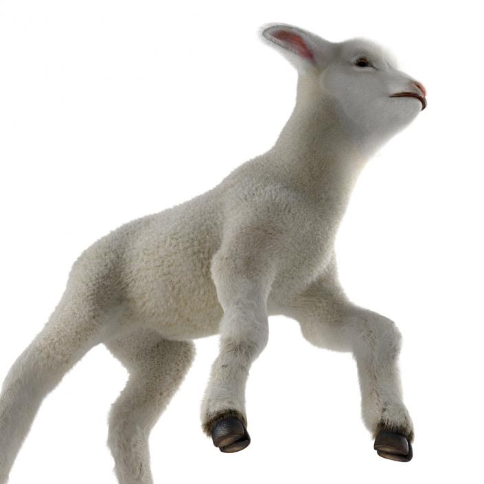 3D model Lamb Pose 2 with Fur