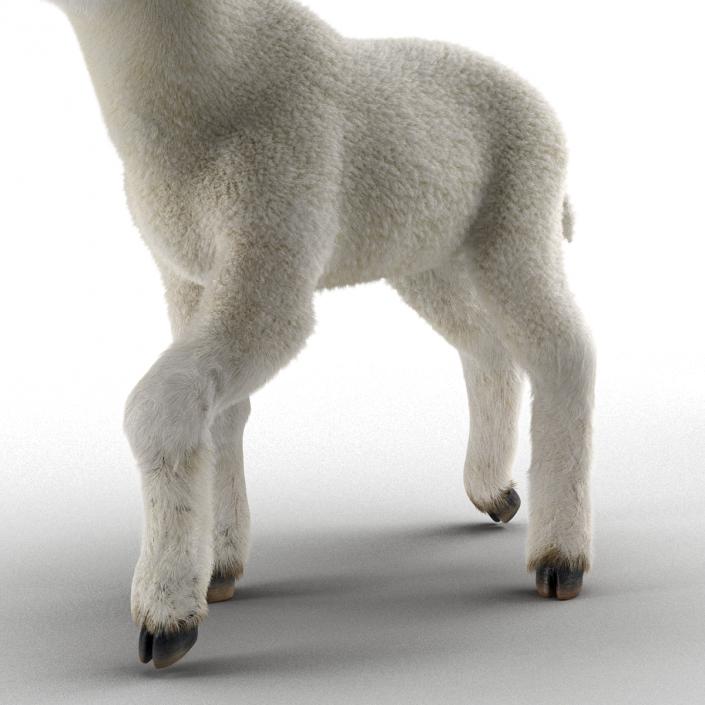 3D model Lamb Pose 2 with Fur