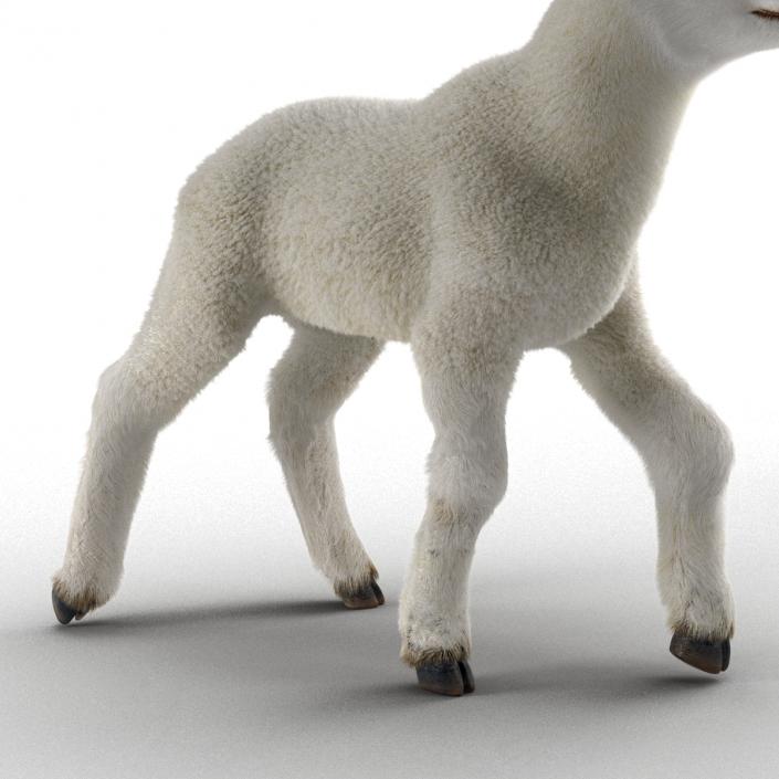 3D model Lamb Pose 2 with Fur