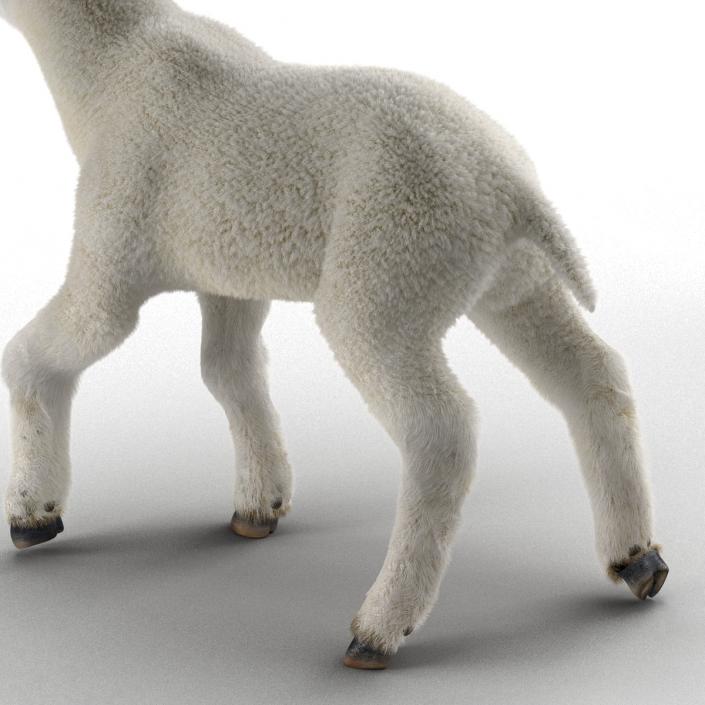 3D model Lamb Pose 2 with Fur