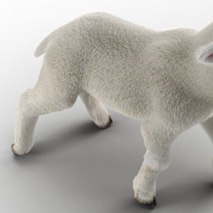 3D model Lamb Pose 2 with Fur