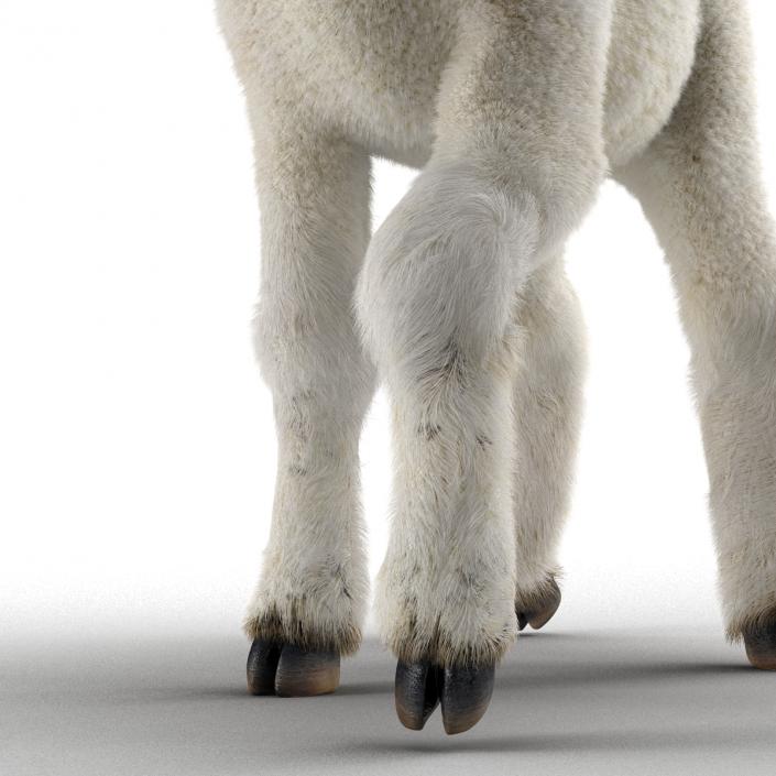 3D model Lamb Pose 2 with Fur