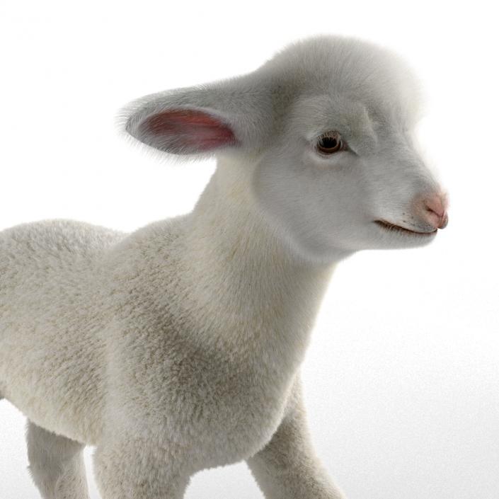 3D model Lamb Pose 2 with Fur