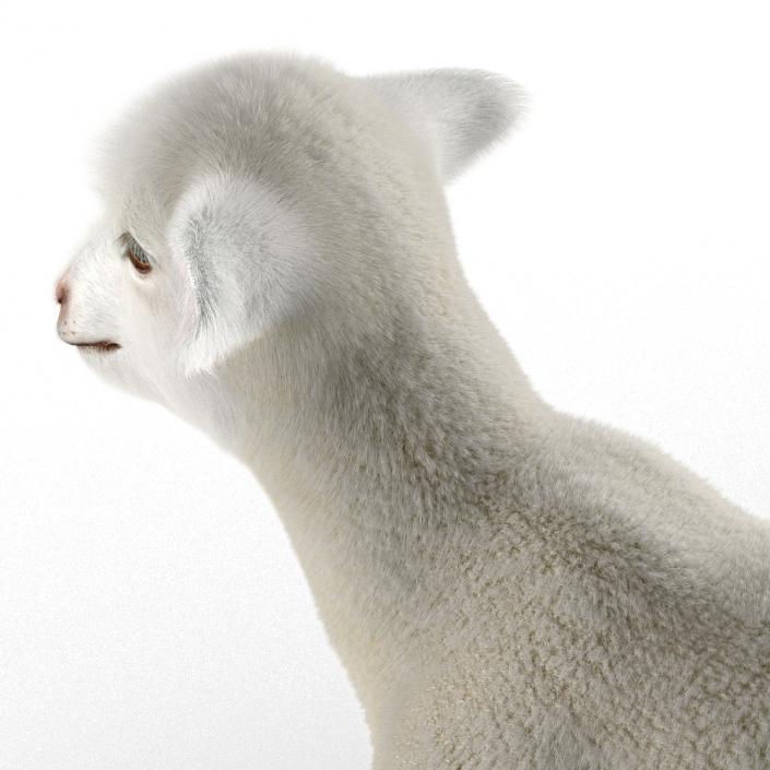 3D model Lamb Pose 2 with Fur