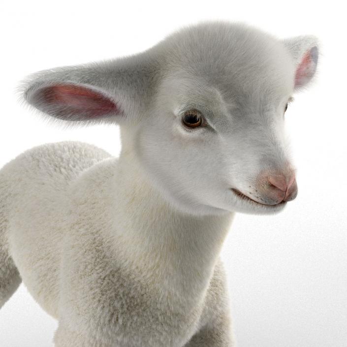 3D model Lamb Pose 2 with Fur