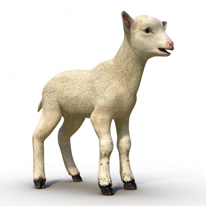 3D model Lamb