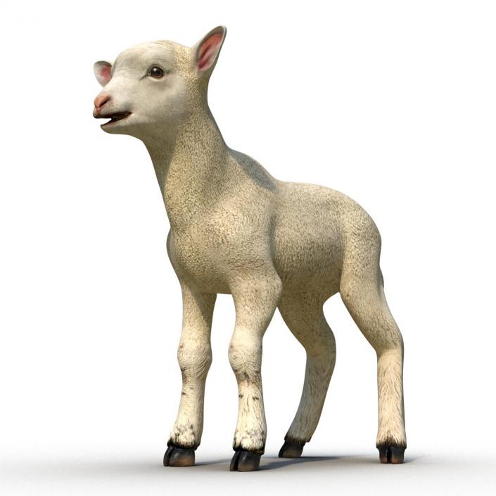 3D model Lamb