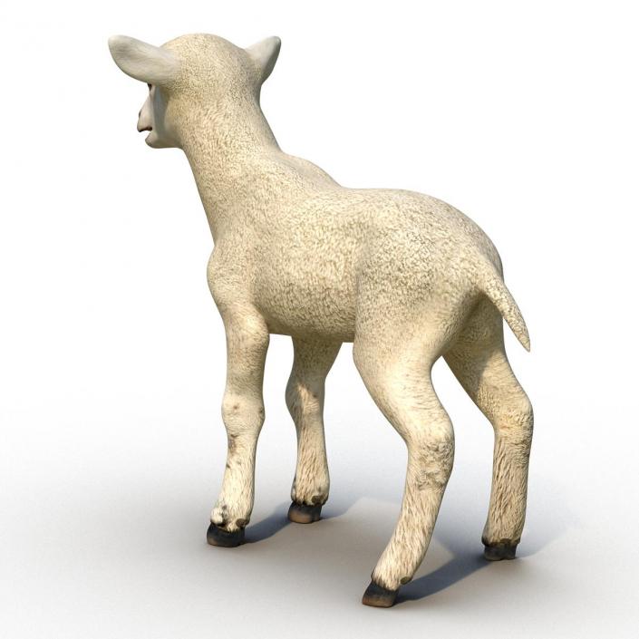 3D model Lamb