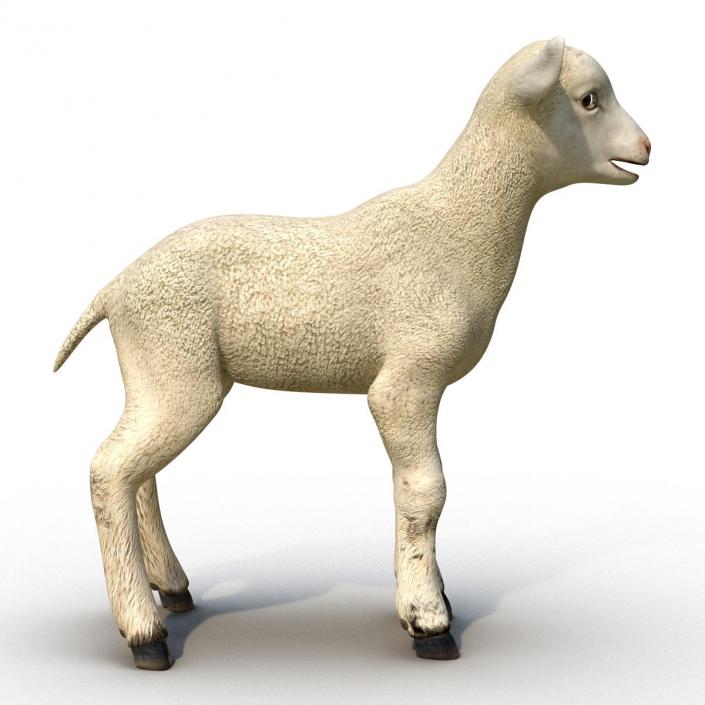 3D model Lamb