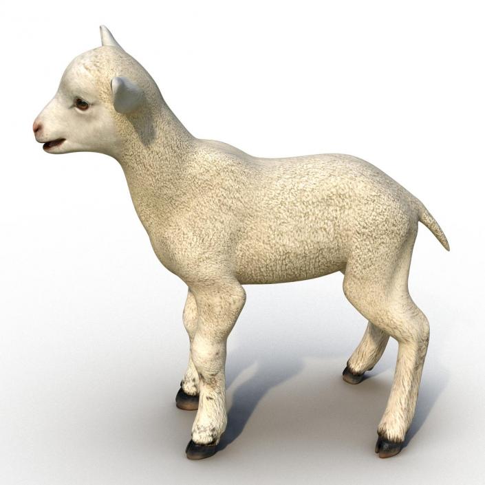 3D model Lamb