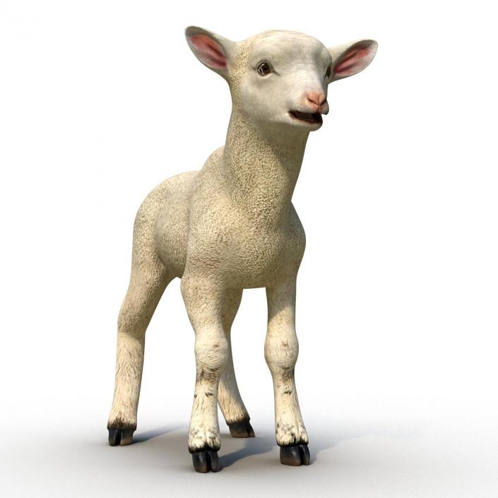 3D model Lamb