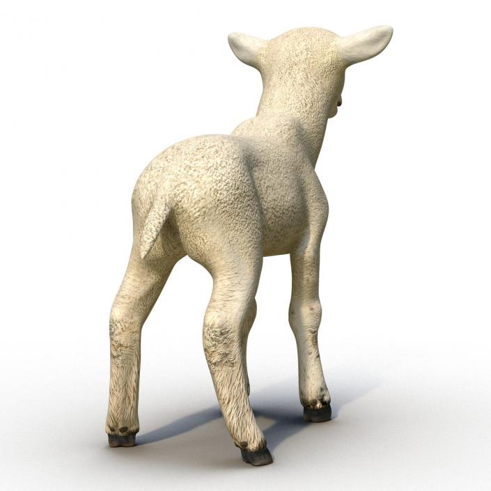 3D model Lamb