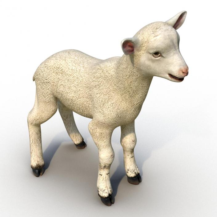 3D model Lamb