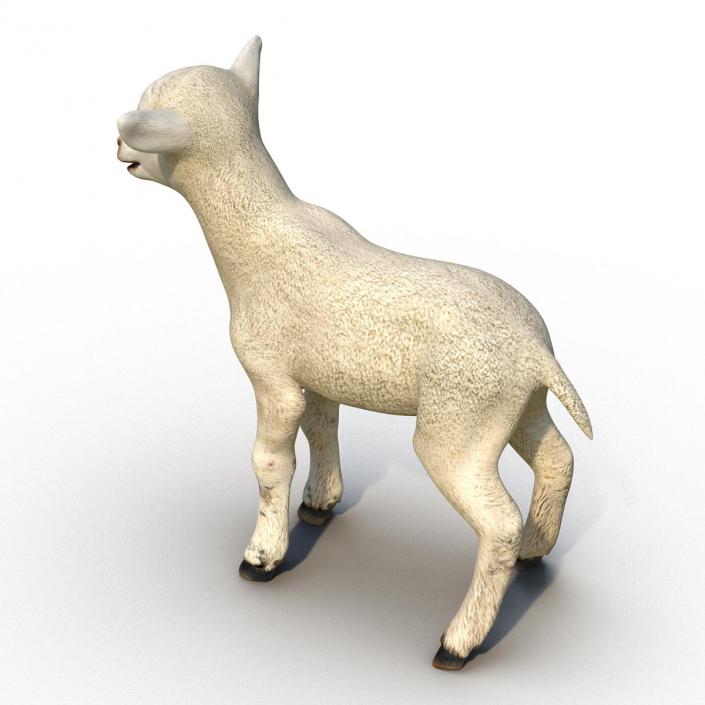 3D model Lamb