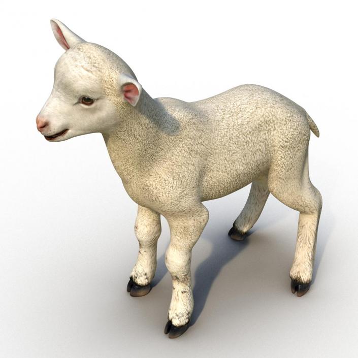 3D model Lamb