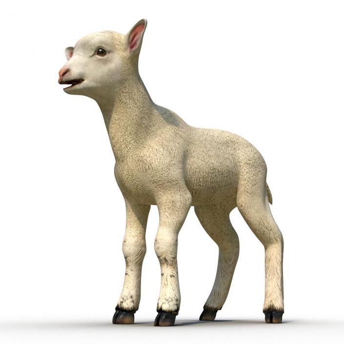 3D model Lamb