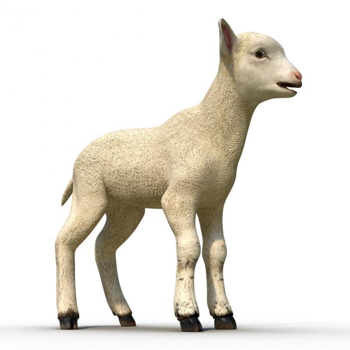 3D model Lamb