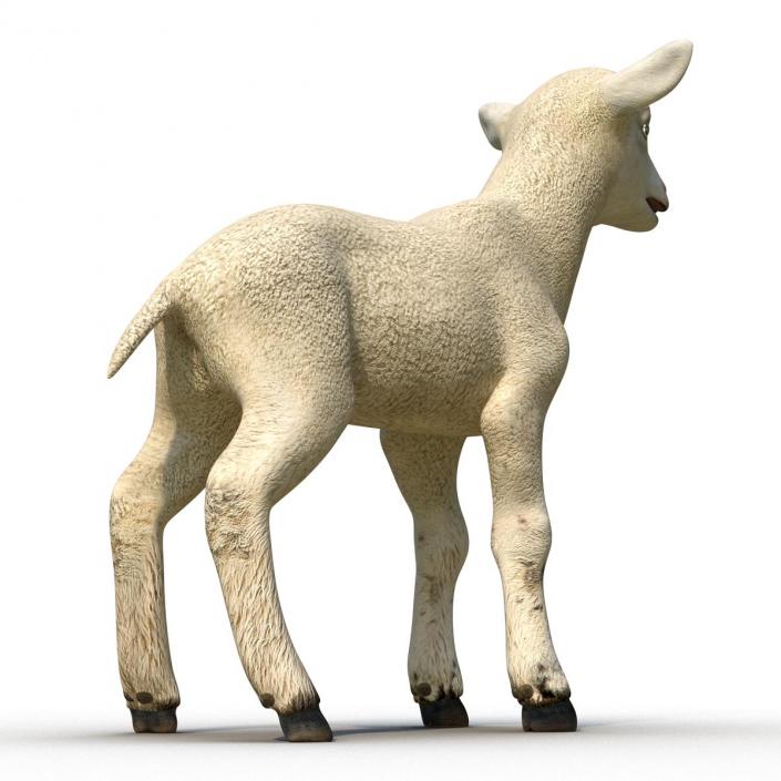 3D model Lamb