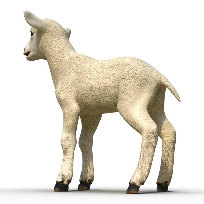 3D model Lamb