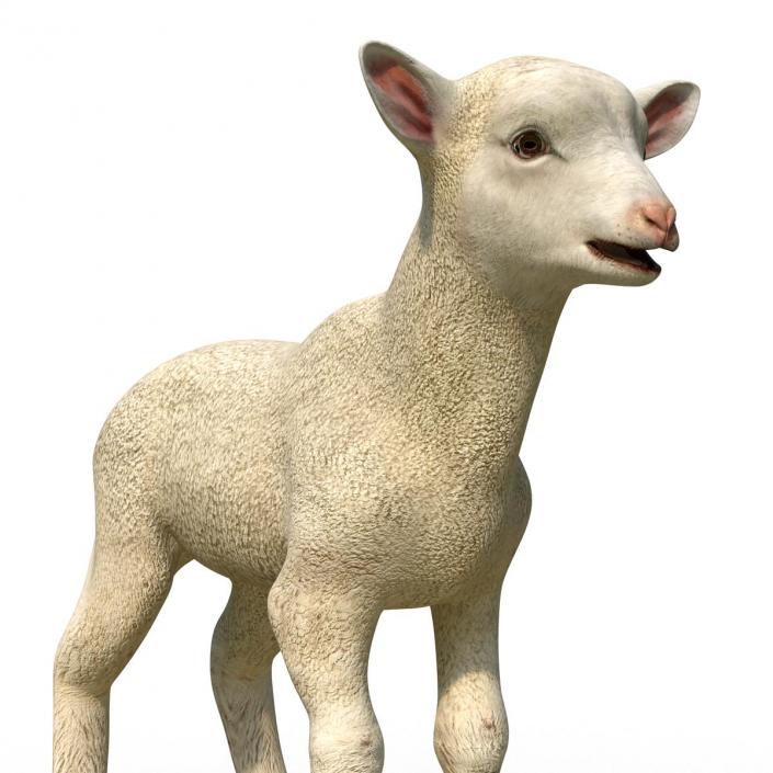 3D model Lamb