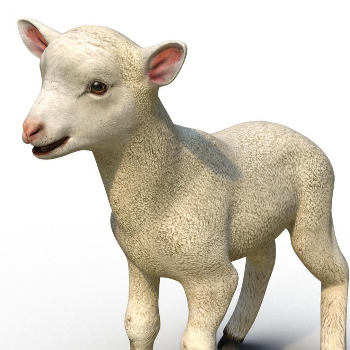 3D model Lamb