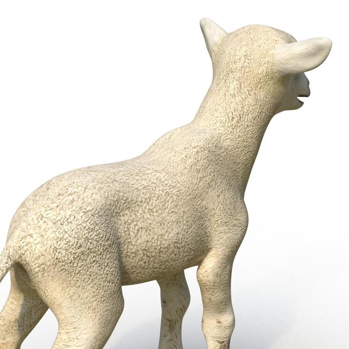 3D model Lamb