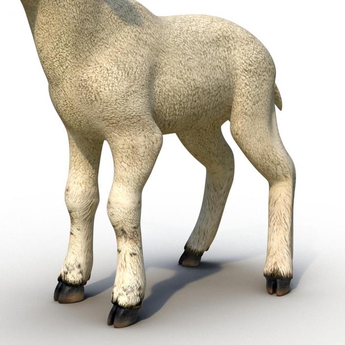 3D model Lamb