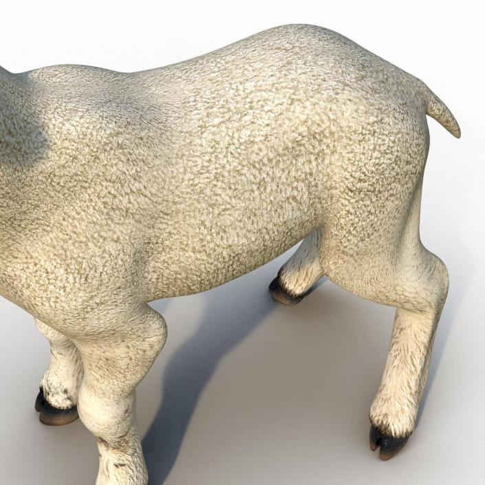 3D model Lamb